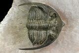 Curled Zlichovaspis Trilobite - Issoumour, Morocco #154288-2